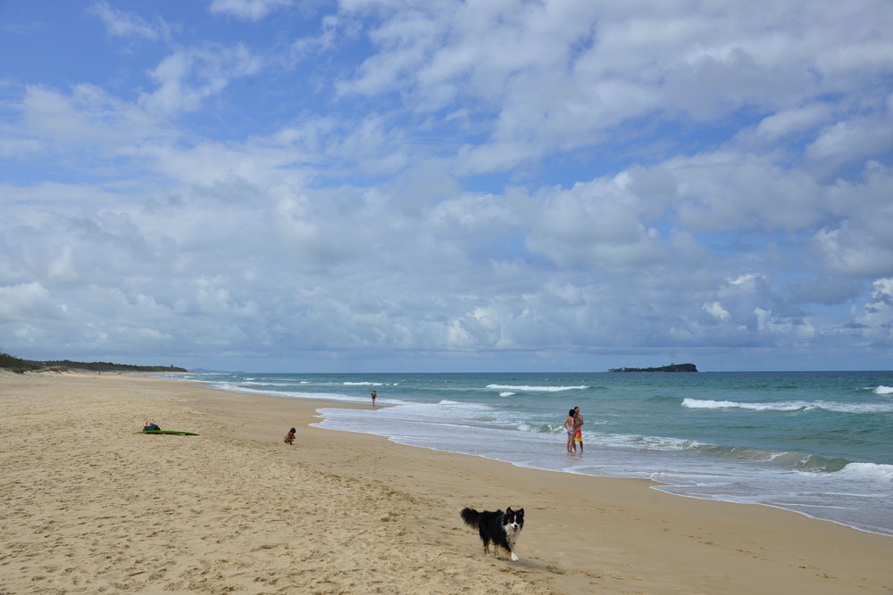 Traveling to Australia With Dogs Sunshine Coast Local