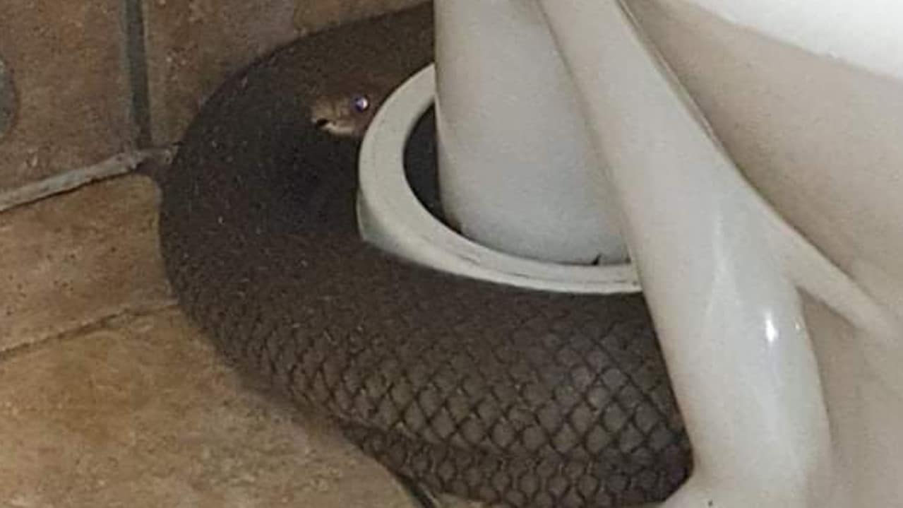 How Much Does a Sunshine Coast Snake Catcher Cost? Sunshine Coast Local