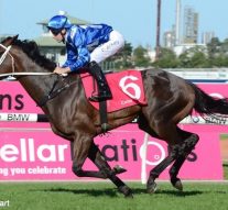Sunshine Coast Racehorse Racing